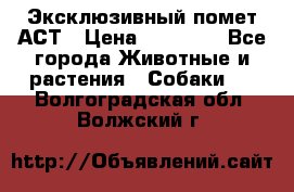 Эксклюзивный помет АСТ › Цена ­ 30 000 - Все города Животные и растения » Собаки   . Волгоградская обл.,Волжский г.